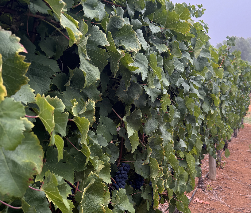 Aromatic lift and linear structure: red and black currant, raspberry, herbal notes of bay leaf, graphite and violets, with fine, firm tannins and freshness. It brings tension and keeps the blend honest.