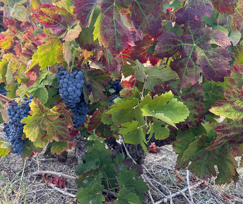 Freshness and structural tension: tart red and black fruit, high natural acidity, firm rustic tannins, and a savoury, gravel-driven minerality. It adds backbone and longevity, and keeps the blend lively.