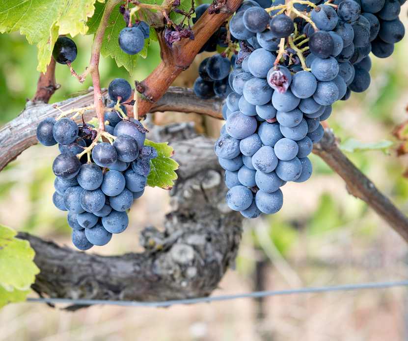 Generosity and warmth: ripe raspberry, cherry and pomegranate, subtle spice and glycerol richness. It fills the palate and softens the edges.