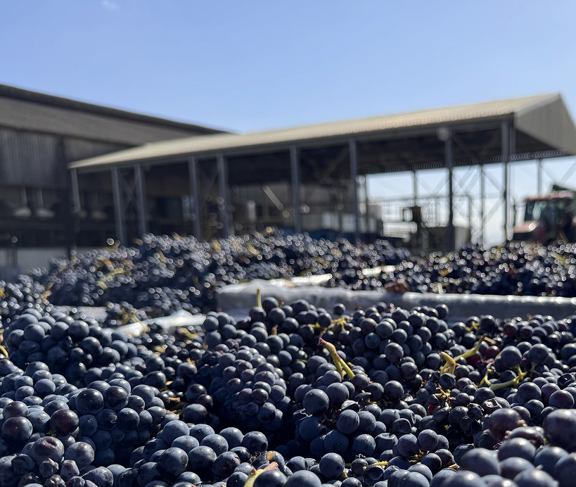 Aromatics from Cabernet Franc and Cinsaut, a fruit spectrum running from Grenache's sweet red through to the darker notes of Shiraz and Petite Sirah, structure from Shiraz, Carignan and Petite Sirah, drinkability from Cinsaut and Grenache, and ageing potential carried by Cabernet Franc, Carignan and Petite Sirah. Southern Rhône and Italian in spirit, Swartland in fruit. Layered and textural, with immediate appeal and serious underlying structure.
